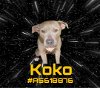 adoptable Dog in gardena, CA named KOKO
