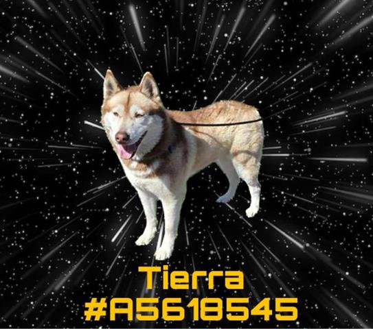 adoptable Dog in Gardena, CA named TIERRA