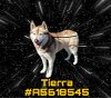 adoptable Dog in gardena, CA named TIERRA