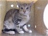 adoptable Cat in gardena, CA named A5621078