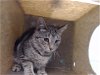 adoptable Cat in gardena, CA named A5621079