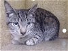 adoptable Cat in gardena, CA named A5621080