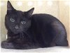 adoptable Cat in gardena, CA named A5621081