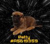 adoptable Dog in gardena, CA named PATTY