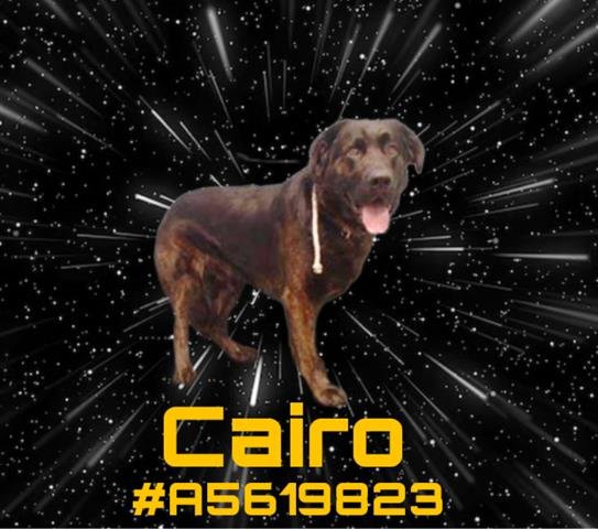 adoptable Dog in Gardena, CA named CAIRO
