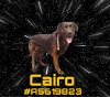adoptable Dog in gardena, CA named CAIRO