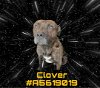 adoptable Dog in gardena, CA named CLOVER