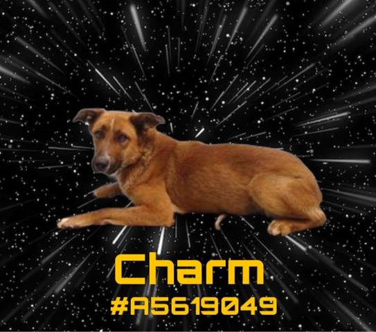 adoptable Dog in Gardena, CA named CHARM