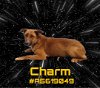 adoptable Dog in gardena, CA named CHARM