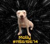 adoptable Dog in gardena, CA named MOLLY