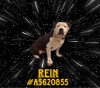 adoptable Dog in gardena, CA named REIN
