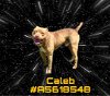 adoptable Dog in gardena, CA named CALEB