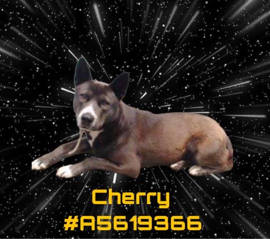 adoptable Dog in Gardena, CA named CHERRY