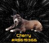 adoptable Dog in gardena, CA named CHERRY