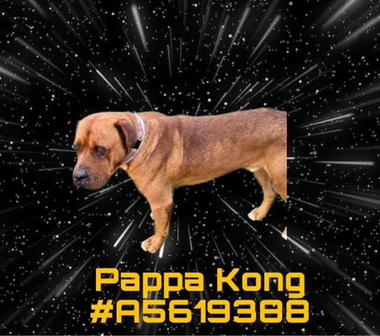 adoptable Dog in Gardena, CA named PAPPA KONG