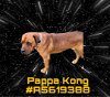 adoptable Dog in gardena, CA named PAPPA KONG