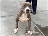 adoptable Dog in gardena, CA named BLISS