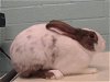 adoptable Rabbit in  named HARLEY