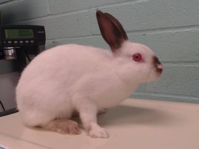 adoptable Rabbit in Gardena, CA named QUINN