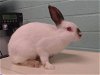 adoptable Rabbit in  named QUINN