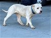 adoptable Dog in gardena, CA named TESSA