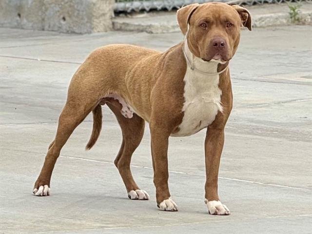 adoptable Dog in Gardena, CA named PEANUT