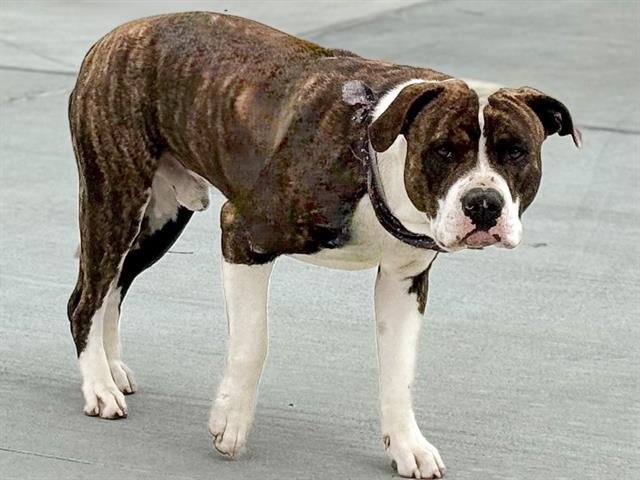 adoptable Dog in Gardena, CA named OREO