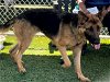 adoptable Dog in gardena, CA named BELLA