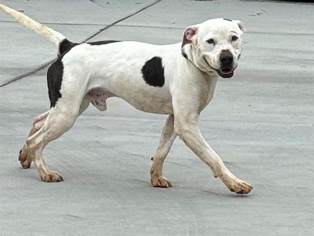 adoptable Dog in Gardena, CA named GEORGIE