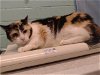adoptable Cat in gardena, CA named YOKI