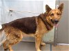 adoptable Dog in gardena, CA named AXLE