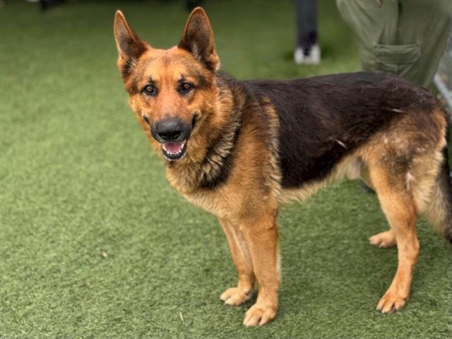 adoptable Dog in Gardena, CA named AXLE