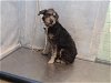 adoptable Dog in gardena, CA named ARCHER