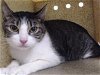 adoptable Cat in gardena, CA named DAISY