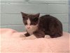 adoptable Cat in gardena, CA named A5624022