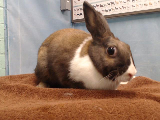 adoptable Rabbit in Gardena, CA named BRIE