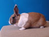 adoptable Rabbit in Gardena, CA named HALO