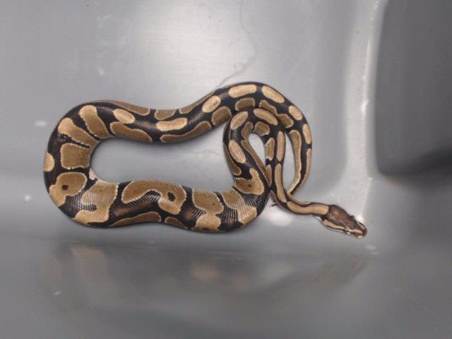 adoptable Snake in Gardena, CA named SLYTHERIN