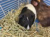 adoptable Guinea Pig in Gardena, CA named OREO