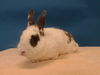 adoptable Rabbit in Gardena, CA named STARR