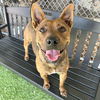 adoptable Dog in Gardena, CA named PEEPS