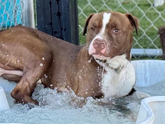 adoptable Dog in Gardena, CA named ANKO