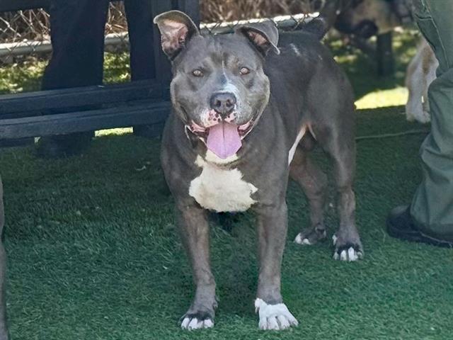 adoptable Dog in Gardena, CA named SNAPPER