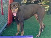 adoptable Dog in Gardena, CA named CHARLIE BRADBURY