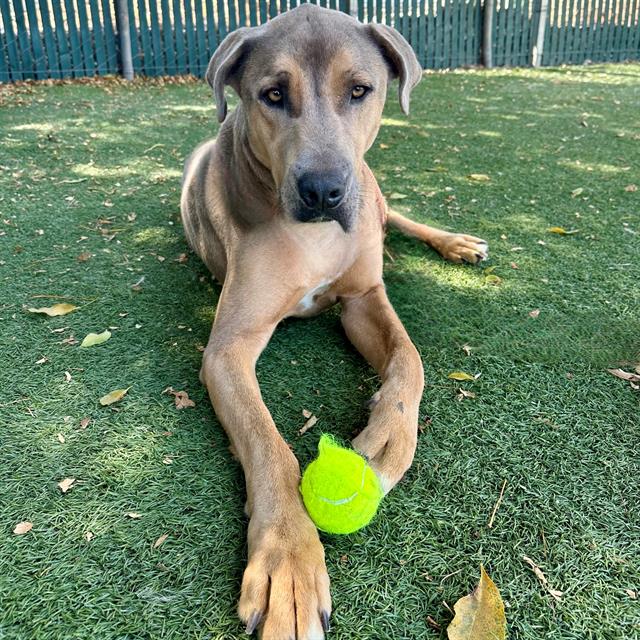 adoptable Dog in Gardena, CA named ROCCO