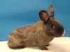 adoptable Rabbit in Gardena, CA named KOKO