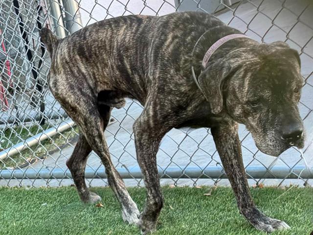 adoptable Dog in Gardena, CA named LOUIE