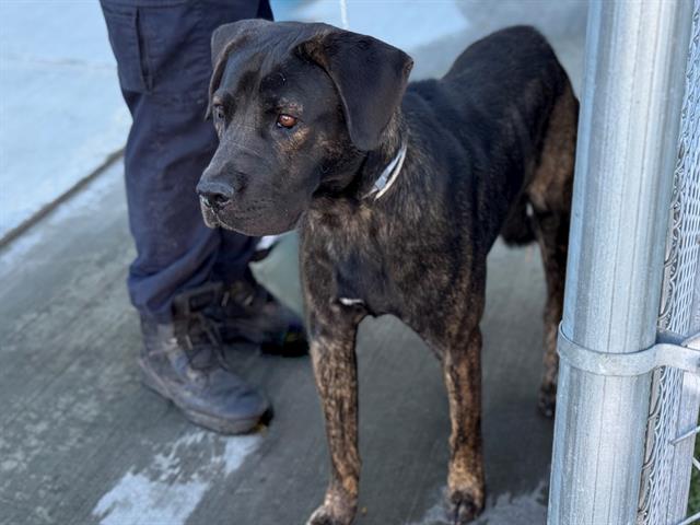 adoptable Dog in Gardena, CA named CARAMEL