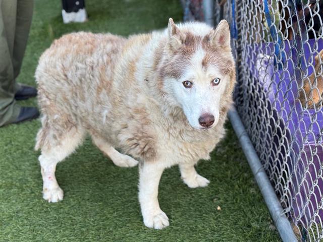 adoptable Dog in Gardena, CA named BAGEL