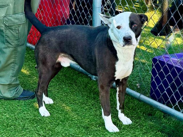 adoptable Dog in Gardena, CA named HARVEY DENT